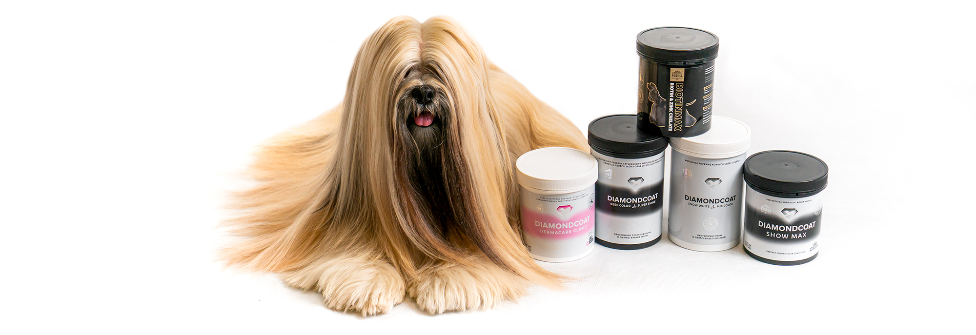 Lhasa apso - C.I.B TSEWANG LHAMO The Tibetan Pride (FCI)
