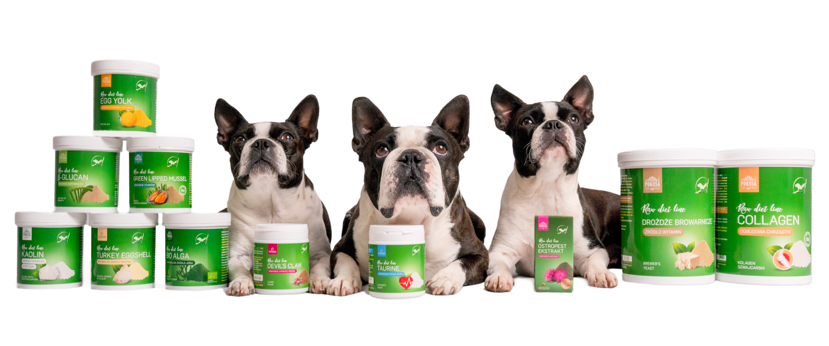 Boston terrier hodowla Dragon Kiss FCI